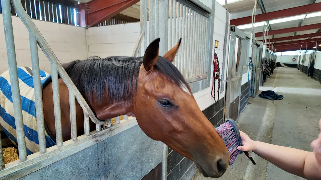 Sample horse two